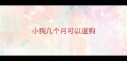 小狗几个月可以遛狗