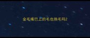 金毛嘴巴上的毛也换毛吗
