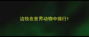 边牧在世界动物中排行
