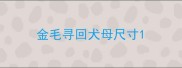 金毛寻回犬母尺寸