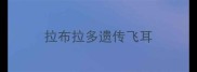 拉布拉多遗传飞耳