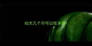 幼犬几个月可以吃米糊