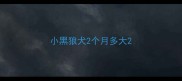小黑狼犬2个月多大
