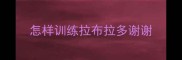 怎样训练拉布拉多谢谢