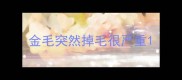 金毛突然掉毛很严重