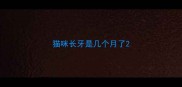 猫咪长牙是几个月了
