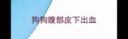 狗狗腹部皮下出血