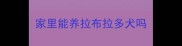 家里能养拉布拉多犬吗