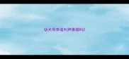 幼犬母泰迪叫声像猫叫