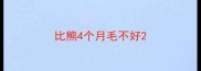 比熊4个月毛不好