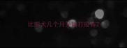 比熊犬几个月开始打疫苗