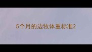 5个月的边牧体重标准