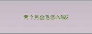 两个月金毛怎么喂
