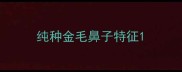 纯种金毛鼻子特征