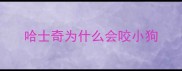哈士奇为什么会咬小狗
