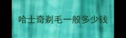 哈士奇剃毛一般多少钱