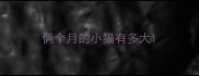 俩个月的小猫有多大