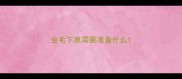 金毛下崽需要准备什么