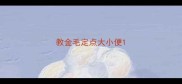 教金毛定点大小便