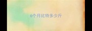6个月比特多少斤