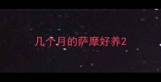 几个月的萨摩好养