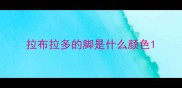 拉布拉多的脚是什么颜色