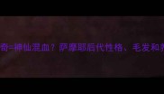 金毛哈士奇神仙混血萨摩耶后代性格毛发和养护全攻略