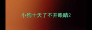 小狗十天了不开眼睛