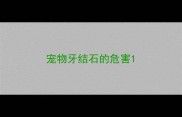 宠物牙结石的危害