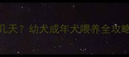 泰迪犬能空腹survive几天幼犬成年犬喂养全攻略附24小时喂食时间表