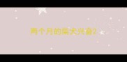 两个月的柴犬兴奋