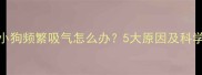 两个月大小狗频繁吸气怎么办5大原因及科学应对指南