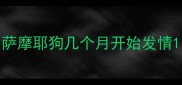 萨摩耶狗几个月开始发情
