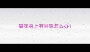 猫咪身上有异味怎么办