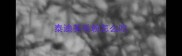 泰迪美毛粉怎么吃