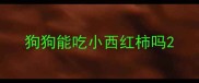 狗狗能吃小西红柿吗
