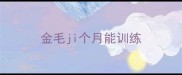 金毛ji个月能训练