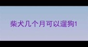 柴犬几个月可以遛狗