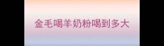 金毛喝羊奶粉喝到多大