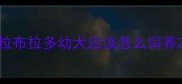 拉布拉多幼犬应该怎么饲养