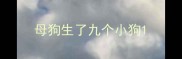 母狗生了九个小狗