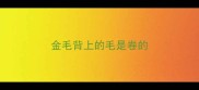 金毛背上的毛是卷的