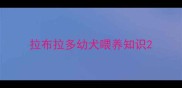 拉布拉多幼犬喂养知识