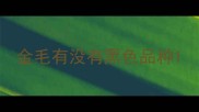 金毛有没有黑色品种