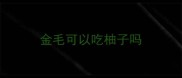 金毛可以吃柚子吗