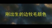 刚出生的边牧毛颜色