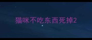 猫咪不吃东西死掉