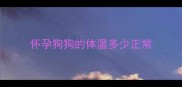 怀孕狗狗的体温多少正常