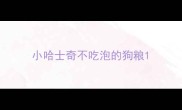 小哈士奇不吃泡的狗粮
