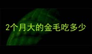 2个月大的金毛吃多少